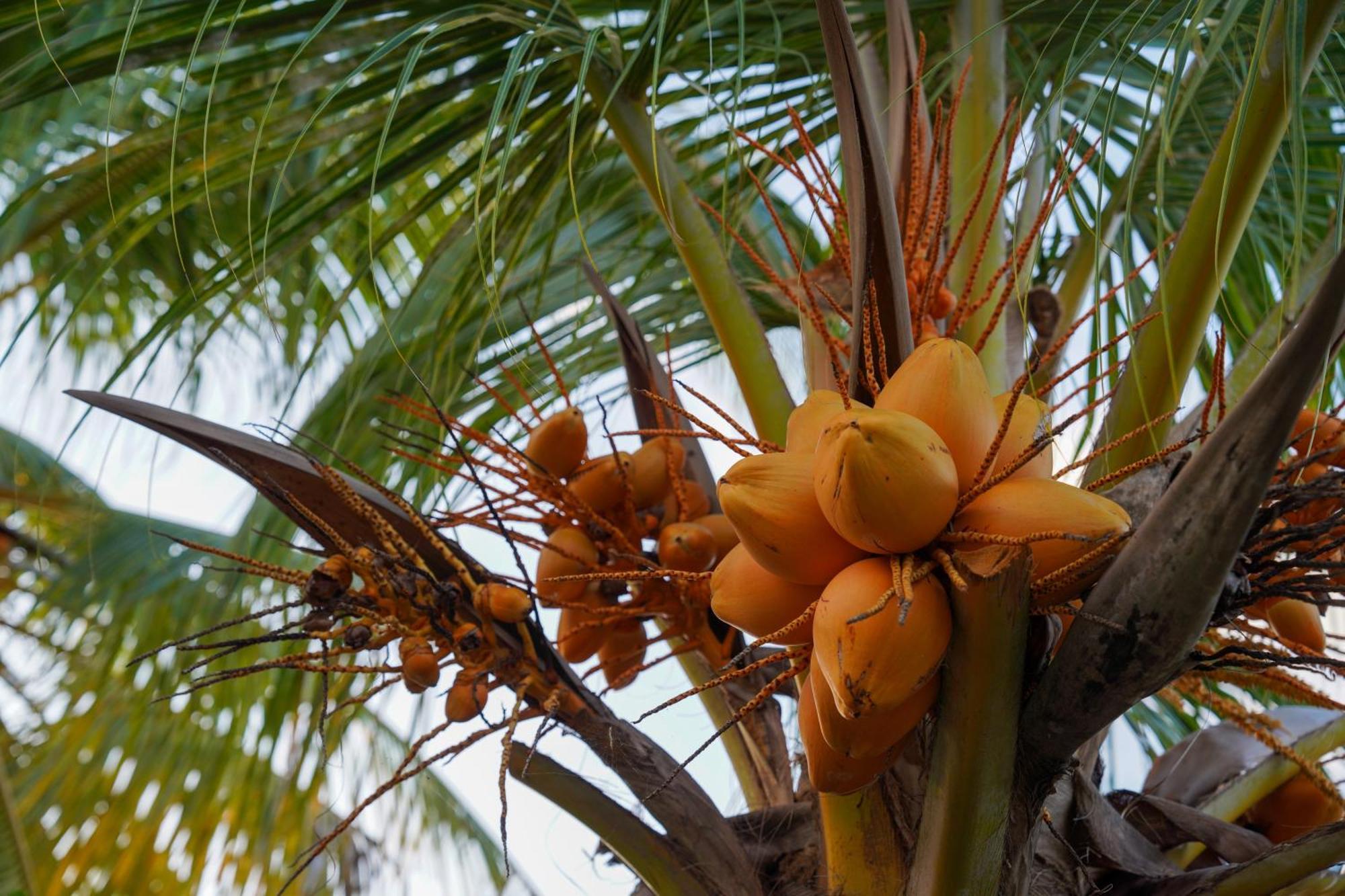 Sun & Surf Hotel Thulusdhoo Kültér fotó